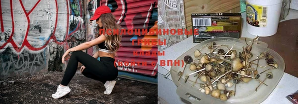 твердый Аркадак