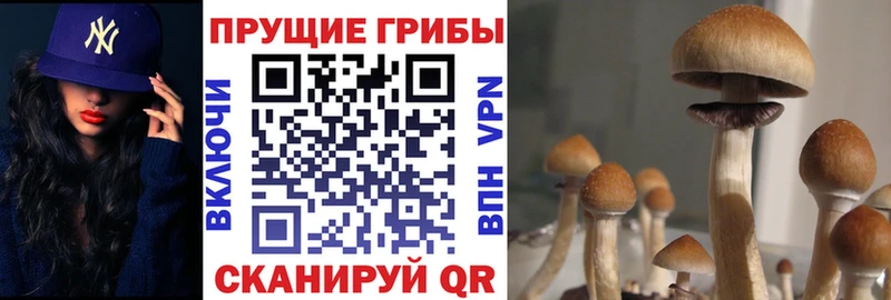 что такое   Узловая  Псилоцибиновые грибы мицелий 